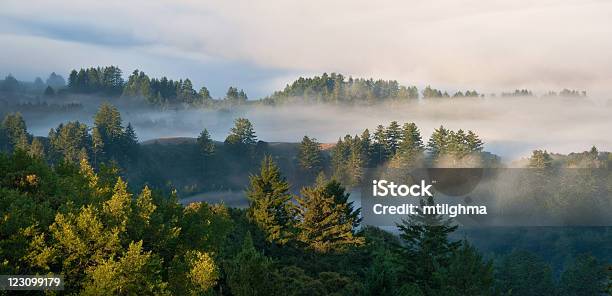 Foggy Mountain Forest Allalba - Fotografie stock e altre immagini di Foresta temperata - Foresta temperata, Alba - Crepuscolo, Albero deciduo