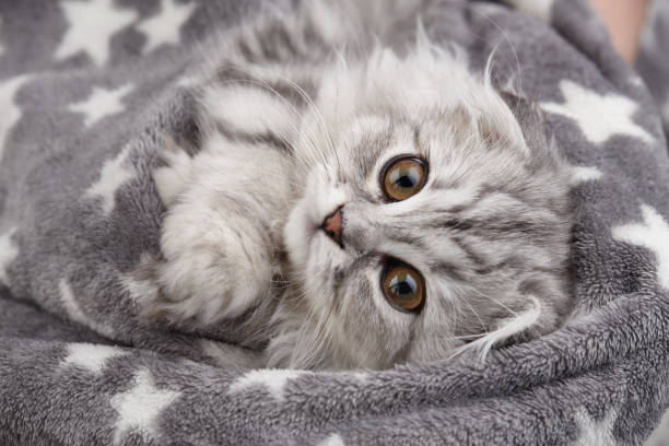 Cute highland fold kitten portrait Highland fold kitten wrapped in blanket, pet portrait scottish fold cat photos stock pictures, royalty-free photos & images