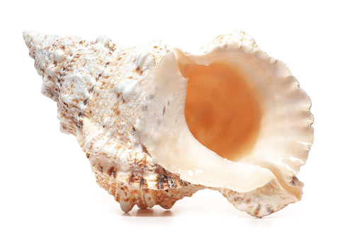 Giant natural cream colored empty shell orange insides white background