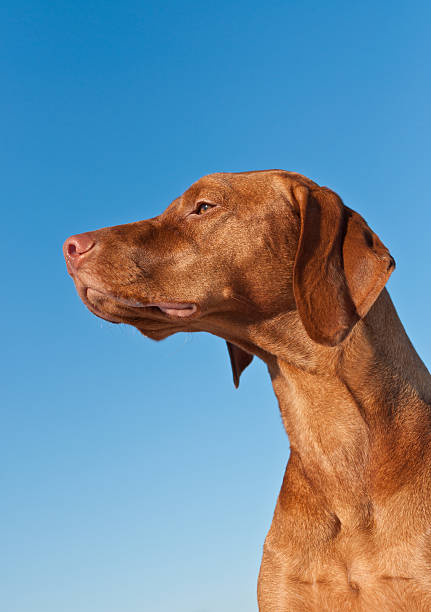Western USA Outdoors and Pets Chocolate Labrador Retriever Profile at Sunset Canine Photo Series