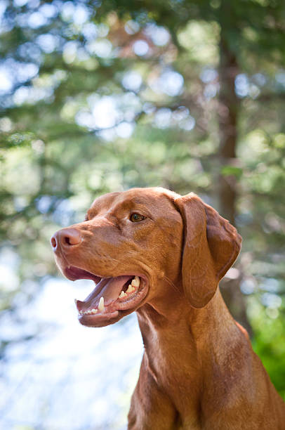 istock Vizsla dog (Hungarian pointer) portrait 123101744