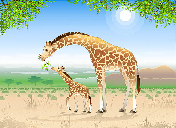 двух жирафов - safari animals arid climate animal mammal stock illustrations