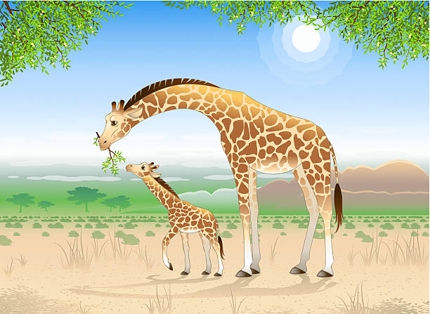 Two giraffes Illustration of two giraffes, mother giraffe and her baby. giraffe calf stock illustrations