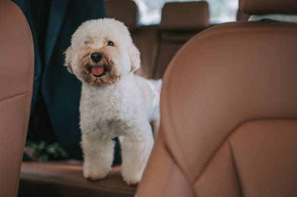 Toy poodle inside of car looking