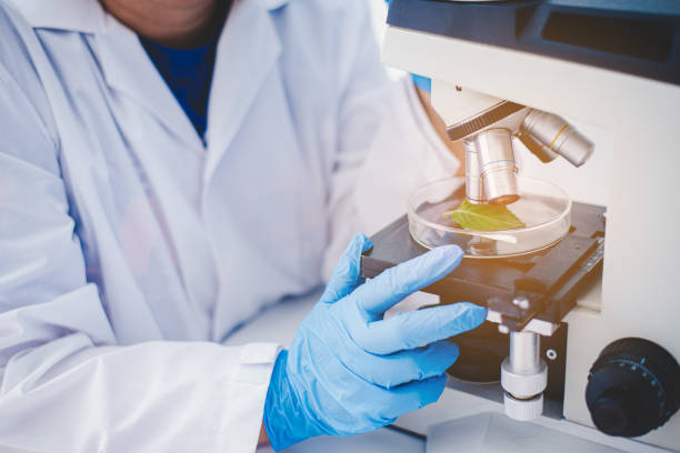 istock Experimental methods of plant breeding a test tube in an experiment research in laboratory. 1231085264