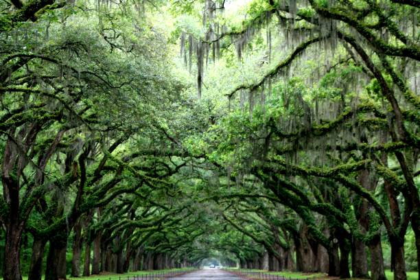 Canopy of Live Oak Trees in Savannah, GA A canopy of Live Oak trees seen on a back road in Savannah, GA. live oak tree stock pictures, royalty-free photos & images