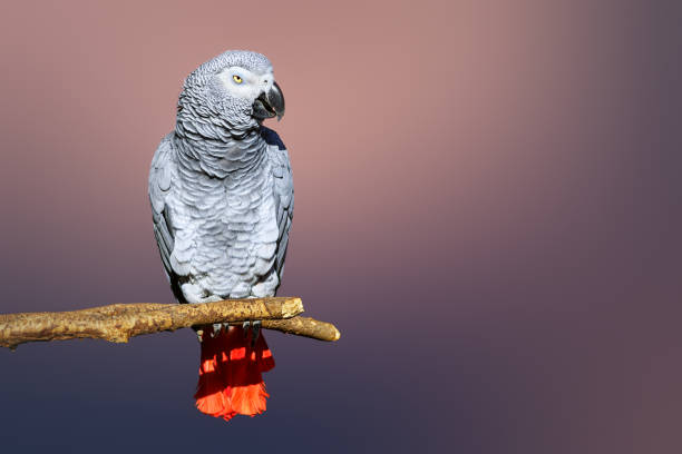 孤立したコンゴアフリカの灰色のオウムの肖像画 - african grey parrot ストックフォトと画像