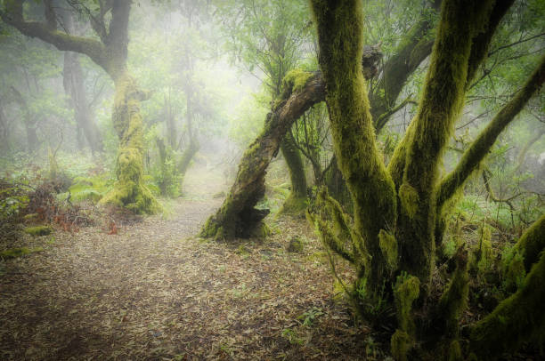istock Mystic mood in the rainforest. 1231140883