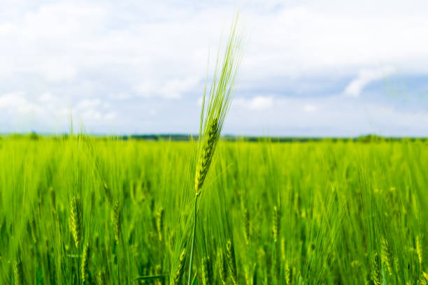 istock Green wheat field against the sky 1231141910
