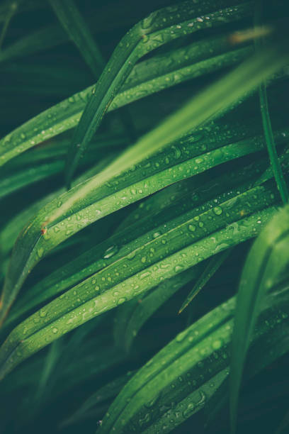 녹색 나뭇잎 배경 - blade of grass grass leaf long 뉴스 사진 이미지