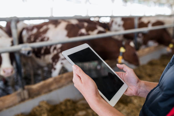 istock Midsection of manager with tablet standing on diary farm, agriculture industry. 1231152756
