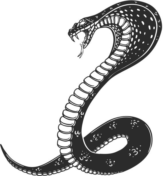 Illustration of poisonous snake  in engraving style. Design element for label, emblem, sign, badge. Vector illustration