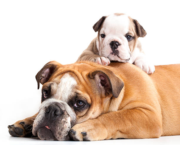 istock english Bulldog puppy 123117637