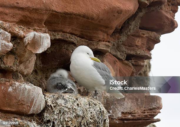 ネストミツユビカモメ - 海のストックフォトや画像を多数ご用意 - 海, 眠る, 鳥の巣