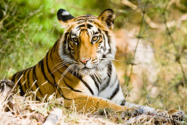 istock Bengal tiger in Bandhavgargh Park, India 123121133