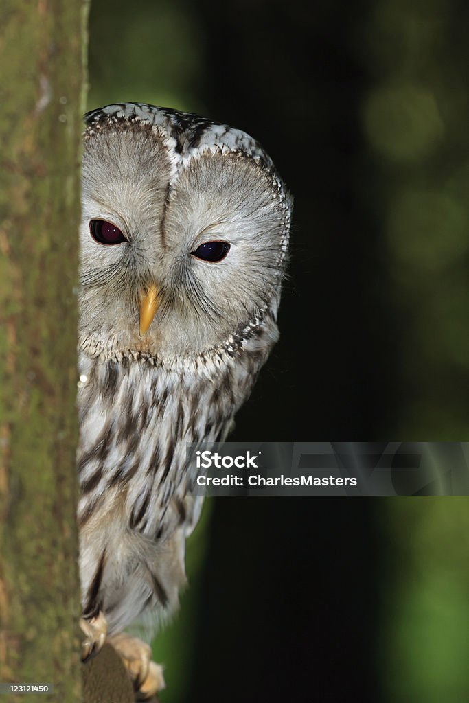 Ural Owl in it's Natural Habitat Ural Owl peeking out from behind a tree Animal Stock Photo