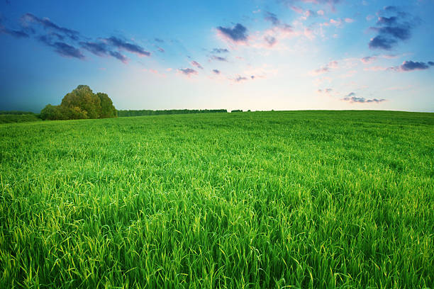 istock Colorful sunset over green field. 123121629