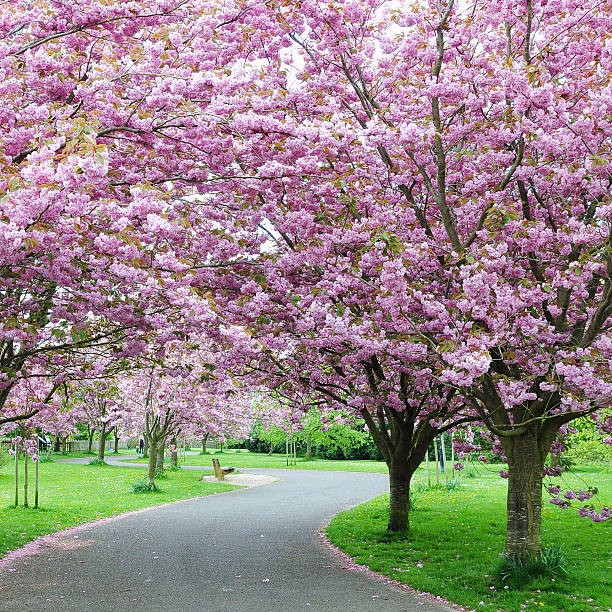 chemin de fleur de cerisier - japanese culture landscape landscaped ornamental garden photos et images de collection