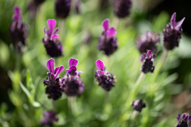 Close-up (macrophotography) of Lavandula stoechas (or Spanish lavender, topped lavender (U.S.) or French lavender (U.K.) on an early morning in late spring or early summer. Spanish lavender is a species of a flowering plant in the family Lamiaceae, and is occurring natively in several of the Mediterranean countries, including France, Spain, Portugal, Italy and Greece. The image was captured with a sharp prime 105mm macro lens and a full frame DSLR camera at low ISO (100) resulting in a large clean file. Shallow depth of field with focus placed over the nearest flower heads. The background is blurred.