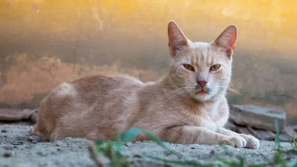 Orange cat lies in the dust in the yard.