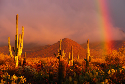 Rainbow sunset at the Saguaro National Park, Arizona, USA