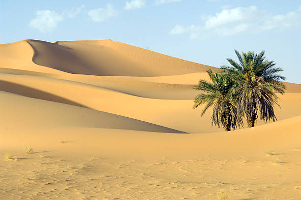 Palm trees and dunes stock photo