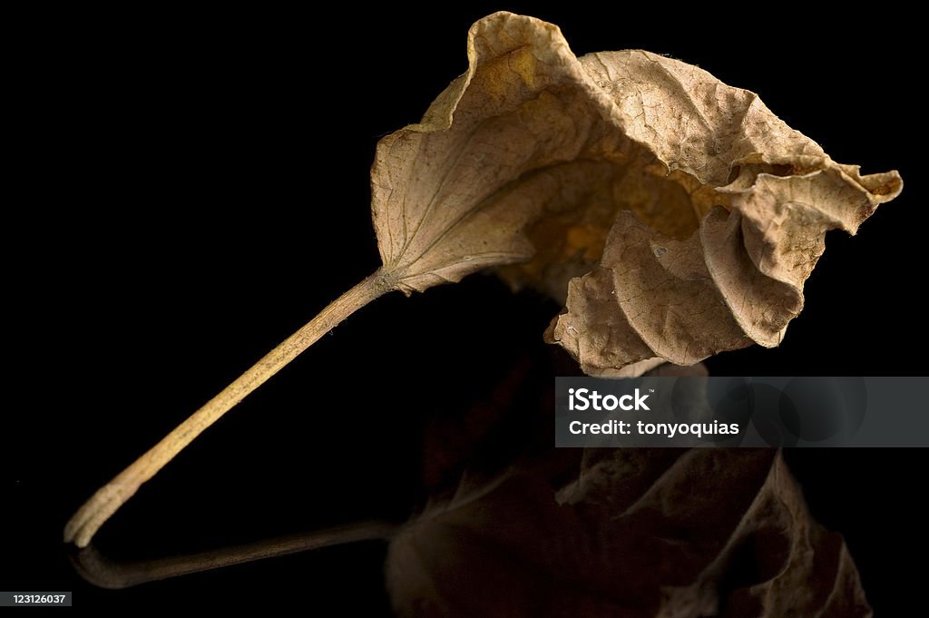 Dry Leaf  Asia Stock Photo