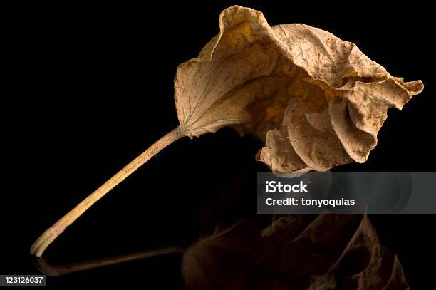 Dry Leaf Stock Photo - Download Image Now - Asia, Brown, Color Image