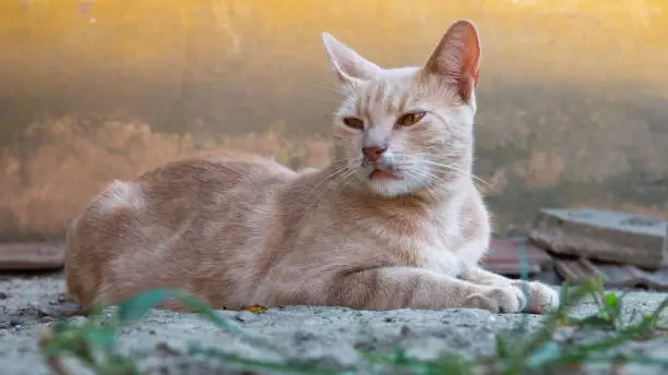 Orange cat lies in the  yard.