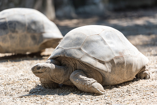 Aldabra Giant Tortoise