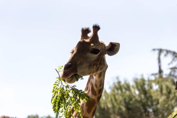 istock Head shot of a giraffe eating against 1231274254