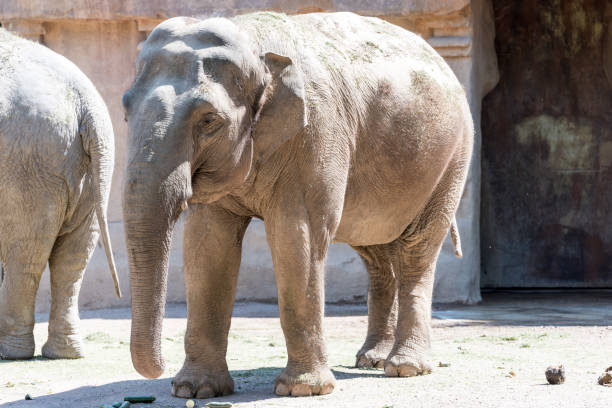 istock Asian elephants eating in their fenced area 1231275340