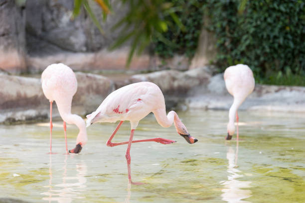 istock Lesser flamingoes standing in a pool 1231281447