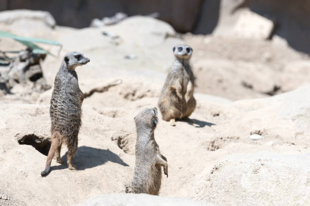 istock Meerkats standing and looking around 1231281953