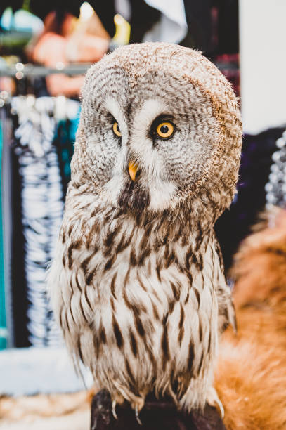 istock A domestic Great grey owl sits on a stump 1231284022