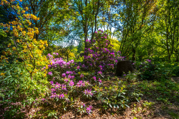 istock Rhododendron flower bush blooming 1231287604