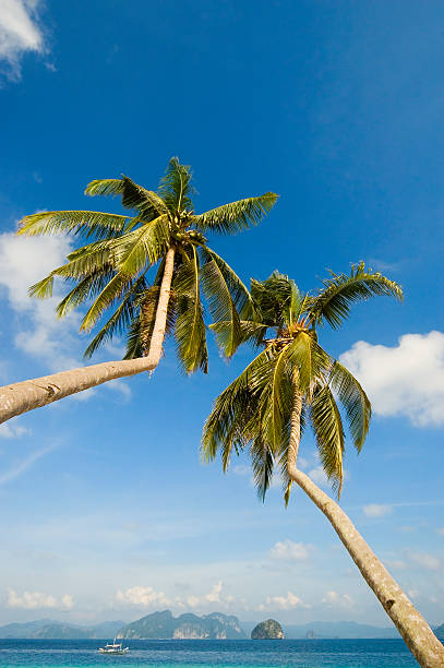 luego coco - palm island fotografías e imágenes de stock