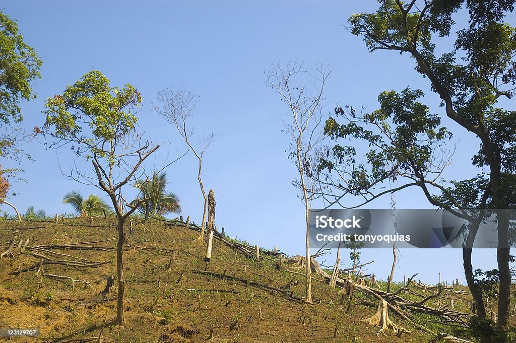 Forest Destruction  Agriculture Stock Photo