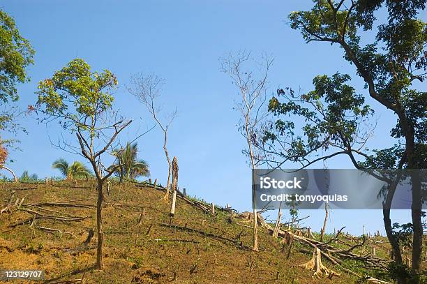 Forest Destruction Stock Photo - Download Image Now - Agriculture, Carbon Dioxide, Climate Change