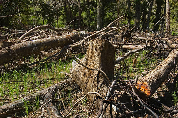 Destruição florestal - fotografia de stock