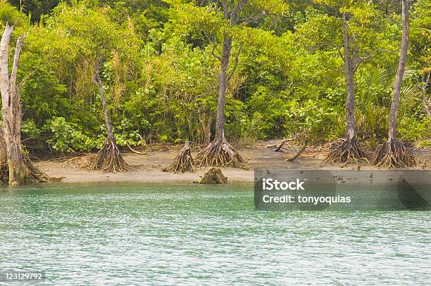 Floresta De Mangal - Fotografias de stock e mais imagens de Acessibilidade - Acessibilidade, Ao Ar Livre, Areia