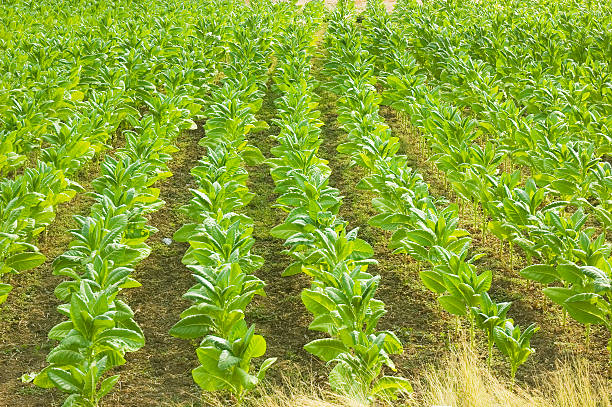 Plantação de tabaco - fotografia de stock