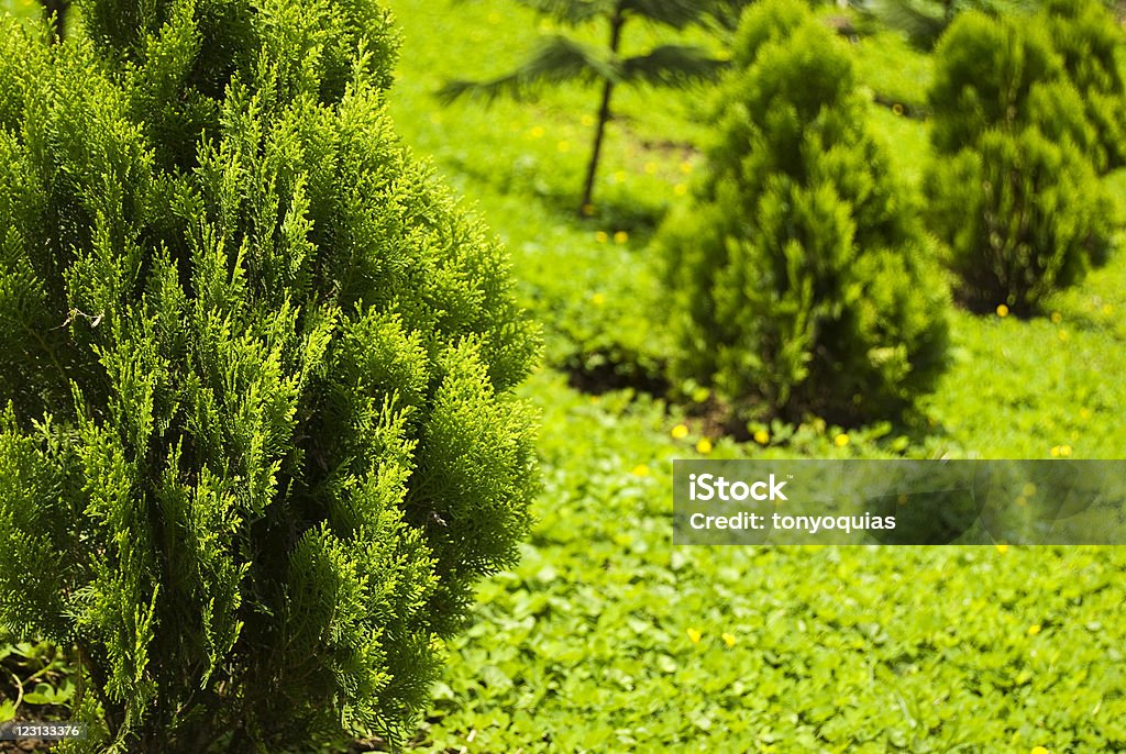 Cypress - Foto de stock de Cipreste royalty-free