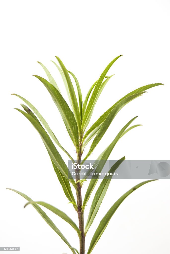 Herb - Royalty-free Cor verde Foto de stock