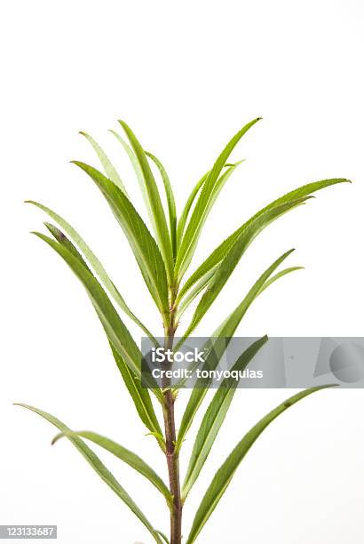 Herb - Fotografias de stock e mais imagens de Cor verde - Cor verde, Erva, Estragão