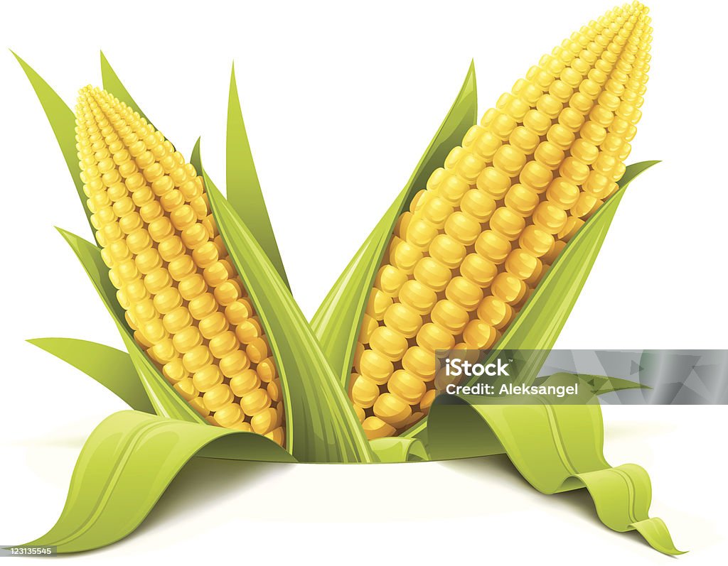 couple corncob couple corncob vector illustration isolated on white background Corn - Crop stock vector