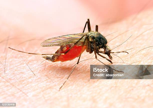 Malariamücke Stockfoto und mehr Bilder von Malariamücke - Malariamücke, Malariaerreger, Moskito