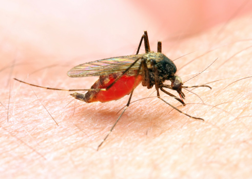 Anopheles mosquito dangerous vehicle of a malaria infection.