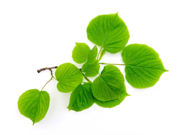 Photo of Natural branch of Linden tree with green leaves isolated on white background, top view