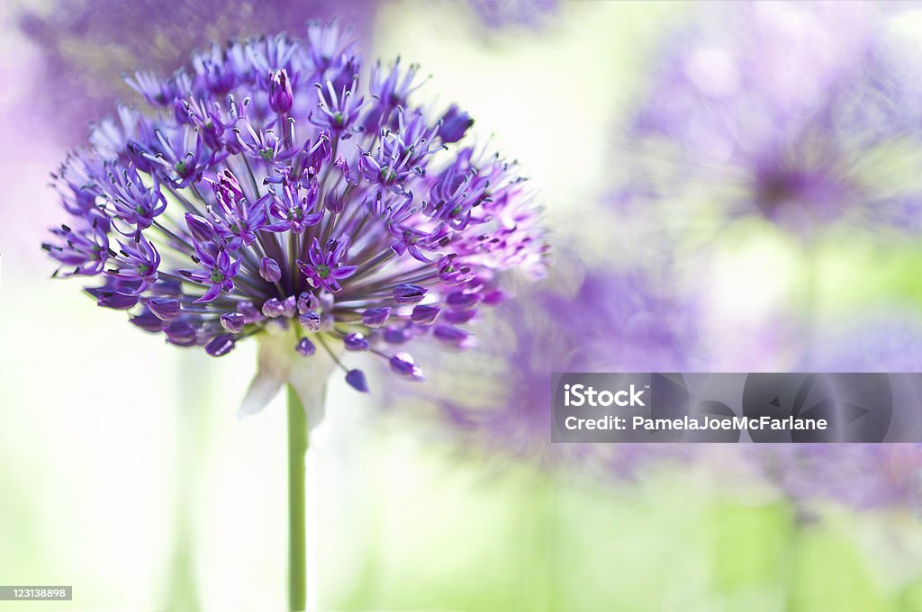 Purple Alliums in a Garden Foreground focus on one of a group of “Purple Sensation” Alliums in a spring garden, showing the individual star shaped flowers. Allium Flower Stock Photo